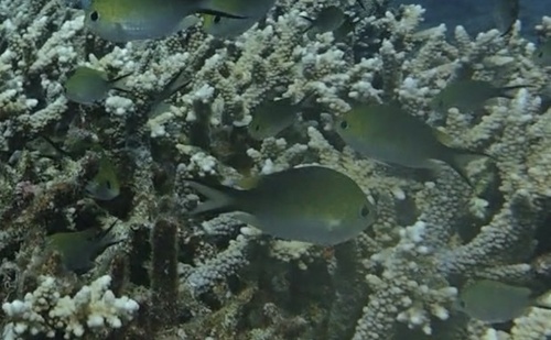 Ternate Chromis — seen at this dive site