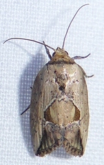 Strotihypera macroplaga