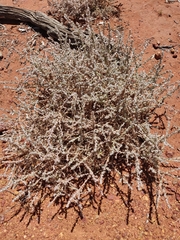 Sclerolaena birchii