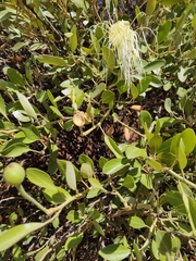 Capparis mitchellii