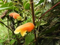 Columnea strigosa