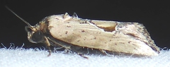 Strotihypera macroplaga