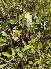 Capparis mitchellii