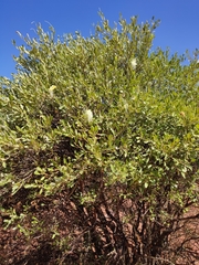 Capparis mitchellii