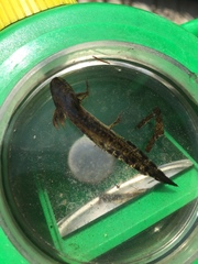 Ambystoma gracile