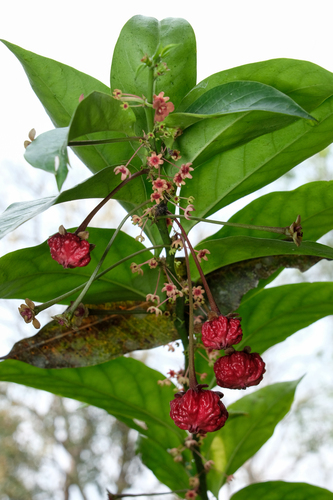 Breynia macrantha observed 2026-03-07