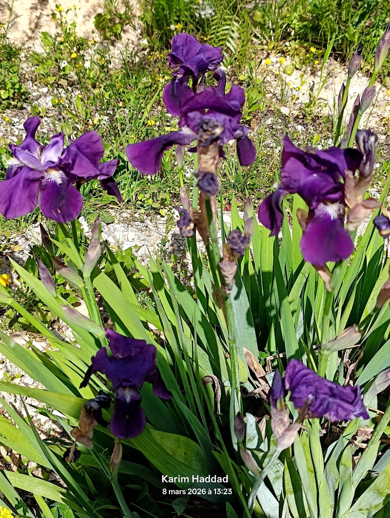 Diên vĩ – Iris germanica