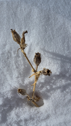 Nightflowering Silene (Silene noctiflora)