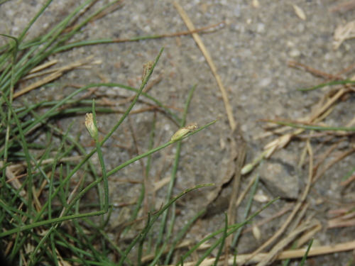 Fimbristylis polytrichoides, photograph 5