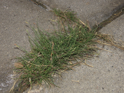 Fimbristylis polytrichoides, photograph 3