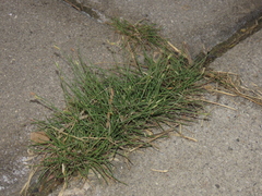 Fimbristylis polytrichoides, photograph (c) chiuluan, some rights reserved (CC BY)