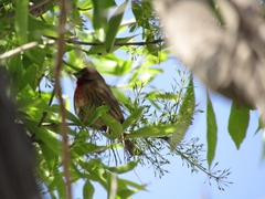 Haemorhous mexicanus