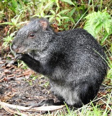 Dasyprocta fuliginosa