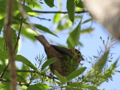 Haemorhous mexicanus