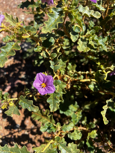 rock nightshade (Solanum petrophilum)