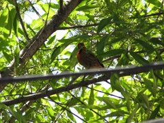 Haemorhous mexicanus