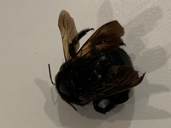 Xylocopa