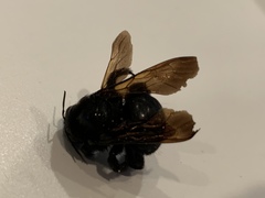 Xylocopa