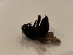 Xylocopa