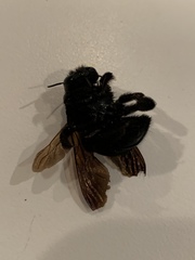 Xylocopa