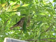 Haemorhous mexicanus