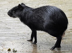 Dasyprocta fuliginosa