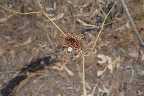 Trachymene coerulea observed 2026-03-09