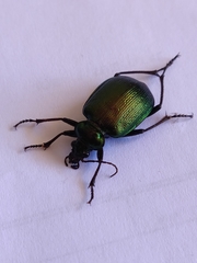 Calosoma schayeri