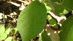 Grewia latifolia