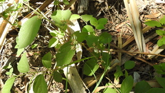 Grewia latifolia