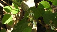 Grewia latifolia