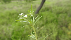 Heliotropium brachygyne