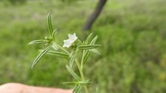 Heliotropium brachygyne