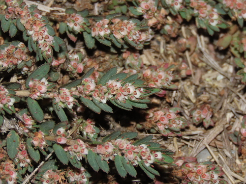 Urban's sandmat (Euphorbia dioeca)