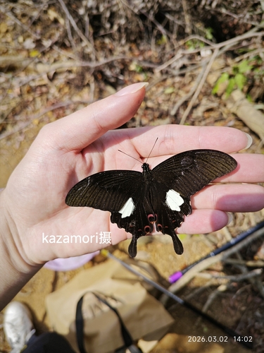 Red Helen Swallowtail