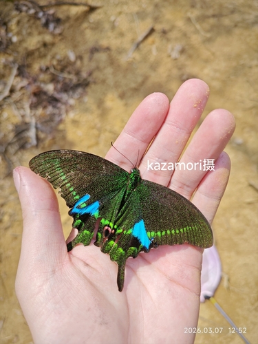 Paris Peacock Swallowtail