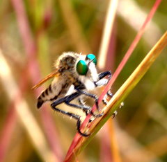 Promachus duvaucelii