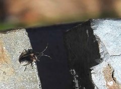 Oxycarenidae