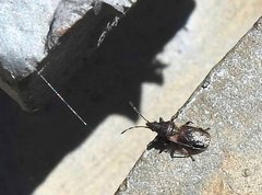 Oxycarenidae