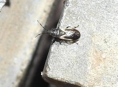 Oxycarenidae