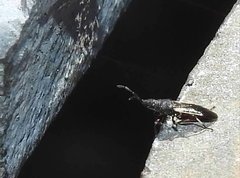 Oxycarenidae