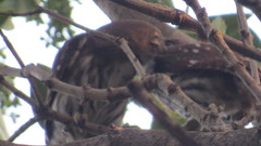 Glaucidium brasilianum