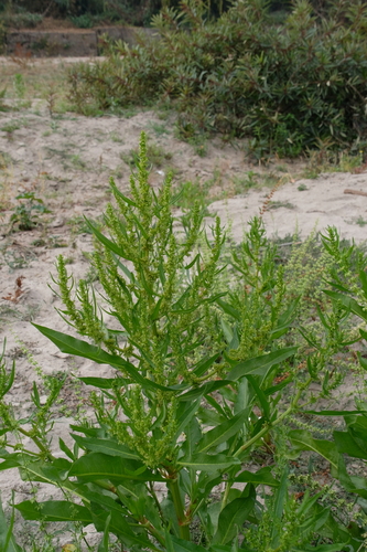 Rumex maritimus iNat (2)