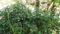 Jacquemontia paniculata