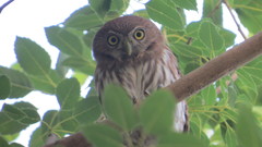 Glaucidium brasilianum