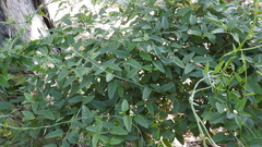 Jacquemontia paniculata