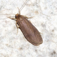 Eilema basinota