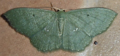 Cyllopodini