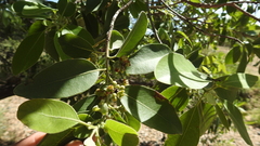 Lophostemon grandiflorus