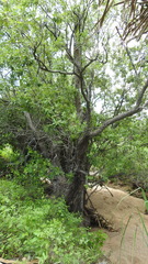 Lophostemon grandiflorus